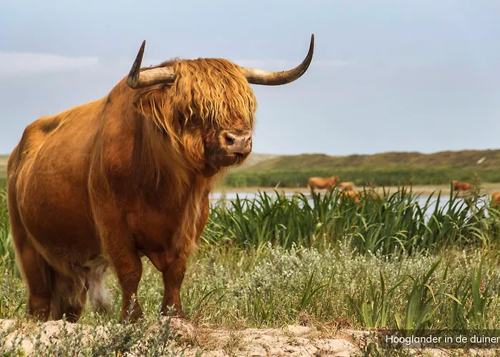 Bungalowpark 't Hoogelandt